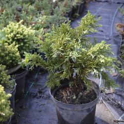 Cyprysik tępołuskowy  Drath